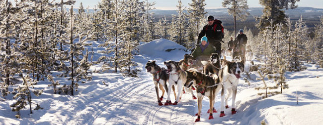 activité chiens de traîneaux