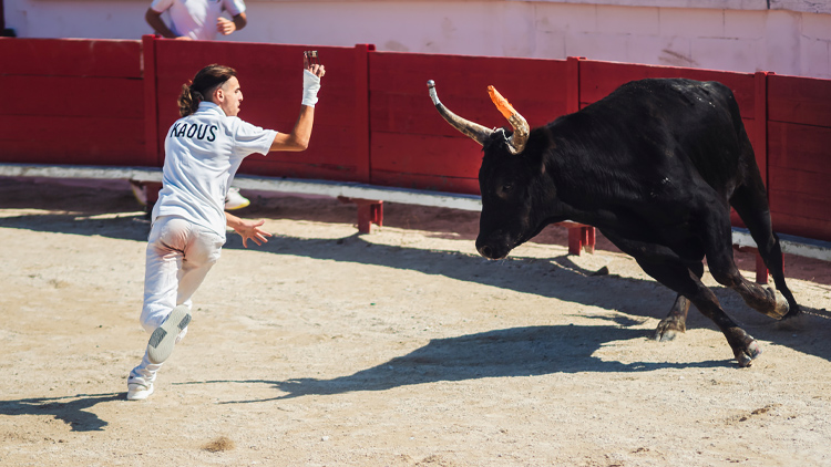 course à la cocarde en Camargue