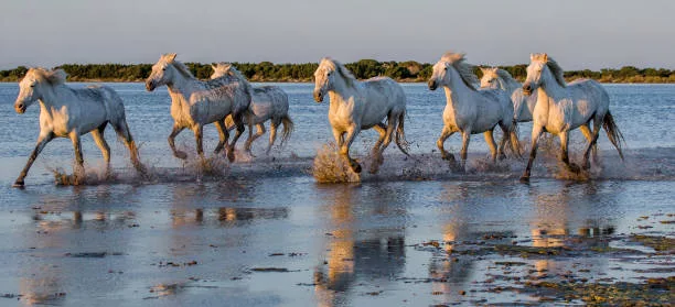 camargue chevaux blancs