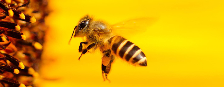 L'abeille, symbole de Bee In