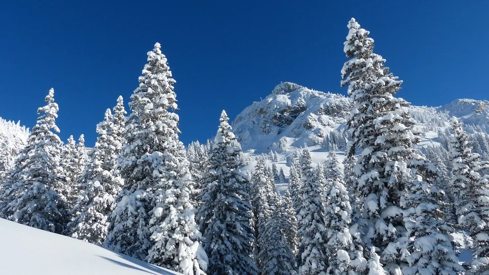 arbres enneigés en montagne